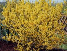 FORSYTHIA MELEE D'OR®