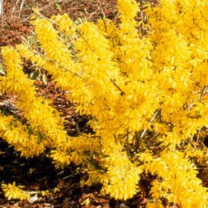 FORSYTHIA MAREE D'OR®