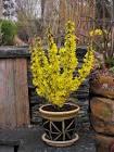 FORSYTHIA NIMBUS