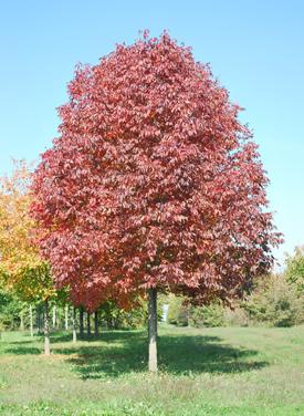 FRAXINUS AMERICANA AUTUMN PURPLE