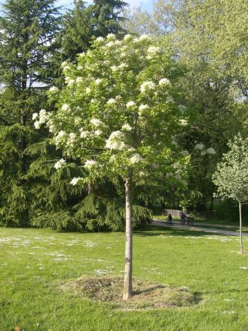 FRAXINUS ORNUS