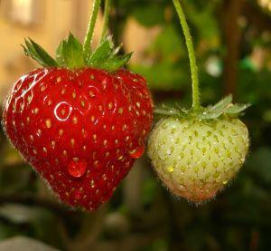 FRAGARIA VESCA