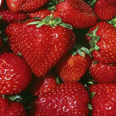 FRAGARIA VESCA NOVA GENTO-remontant