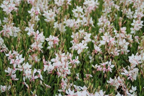 GAURA LIND. SHORT FORM