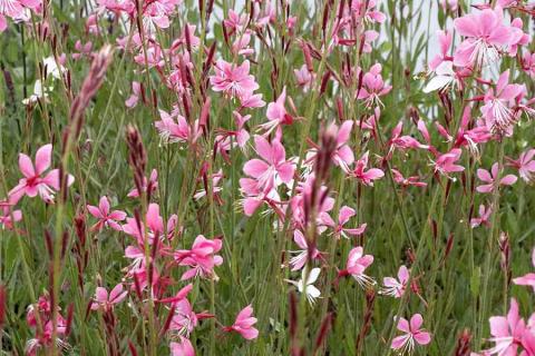 GAURA LINDH. SISKIYOU PINK