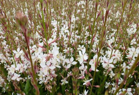 GAURA LINDH. WHIRLING BUTTERFLIES