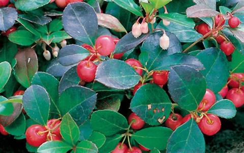 GAULTHERIA PROCUMBENS