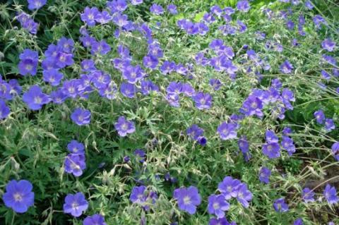 GERANIUM BROOKSIDE