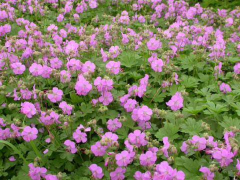 GERANIUM C. CAMBRIDGE