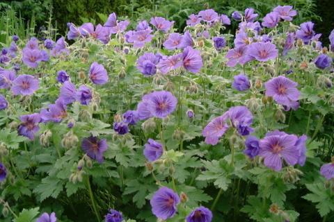 GERANIUM H. JOHNSON'S BLUE