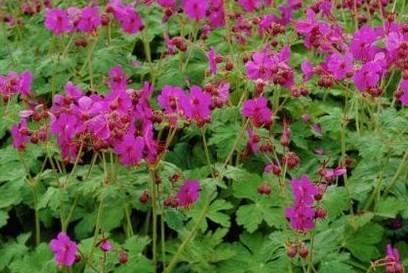 GERANIUM M. BEVAN S VARIETY