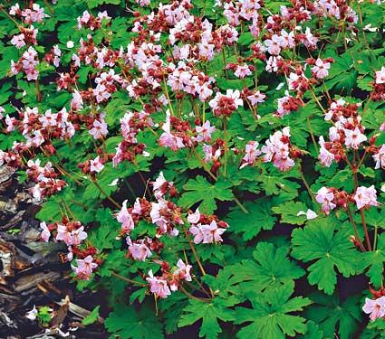 GERANIUM M. INGWERSEN'S VARIETY
