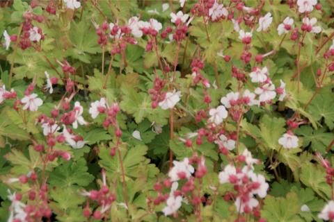 GERANIUM MACR. SPESSART