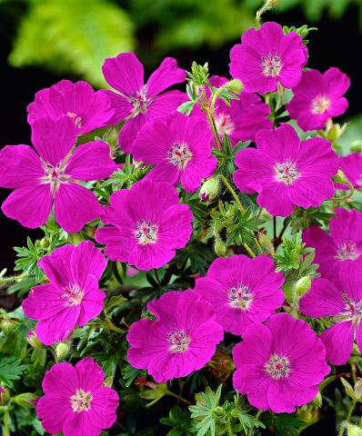 GERANIUM SANGUI. MAX FREI