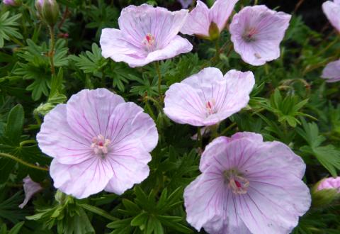 GERANIUM SANG. STRIATUM