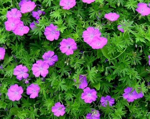 GERANIUM S. TINY MONSTER