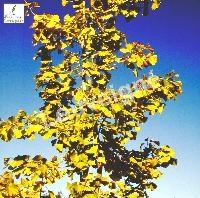 GINKGO BILOBA