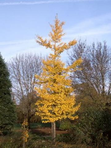 GINKGO BILOBA PRINCETON SENTRY