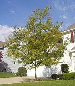 GLEDITSIA TRIAC. SKYLINE