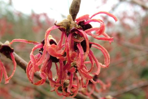 HAMAMELIS INT. RUBY GLOW