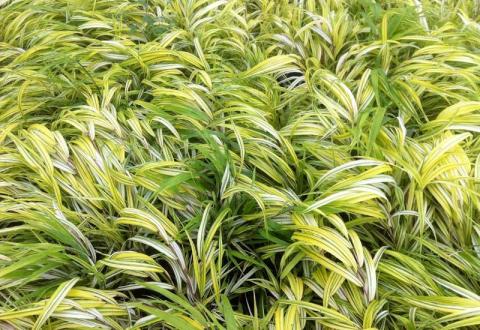 HAKANECHLOA MACRA. AUREOLA