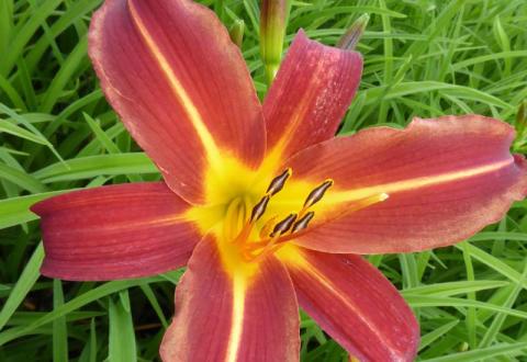 HEMEROCALLIS AUTUMN RED