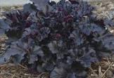 HEUCHERA BLACK PEARL