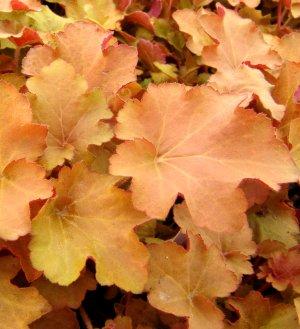 HEUCHERA CARAMEL®