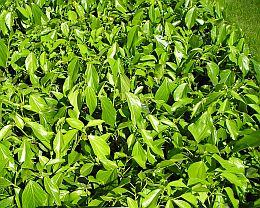 HEDERA COLCHICA ARBORESCENS