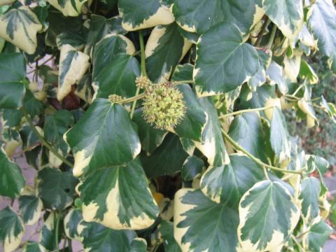 HEDERA COL. DENTATA VARIEGATA