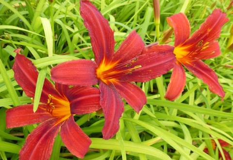 HEMEROCALLIS CRIMSON PIRATE