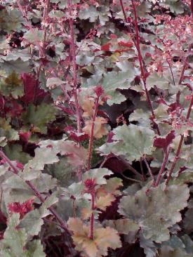 HEUCHERA CHOCOLATE RUFFLES®