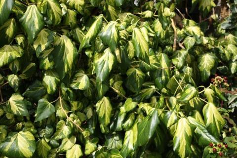 HEDERA COL. SULPHUR HEART