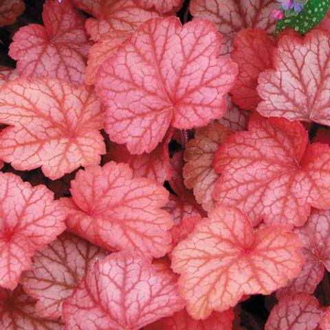 HEUCHERA GEORGIA  PEACH