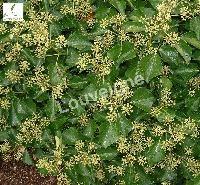 HEDERA HELIX ARBORESCENS