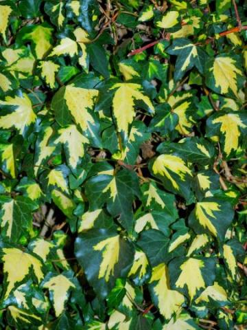 HEDERA HELIX GOLDHEART
