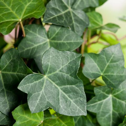 HEDERA HIBERNICA + TUTEURS