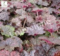 HEUCHERA MICR. PALACE PURPLE