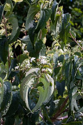 HEPTACODIUM MIC. TIANSHAN ®