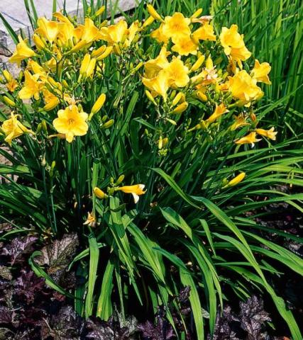 HEMEROCALLIS STELLA DE ORO