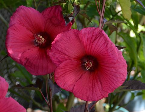 HIBISCUS MOS. PLANET ® GRIOTTE