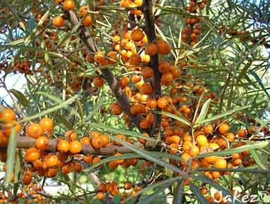 HIPPOPHAE RHAMNOIDES