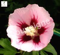 HIBISCUS SYR. HAMABO