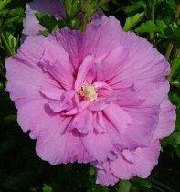 HIBISCUS SYR. LAVENDER CHIFFON ®