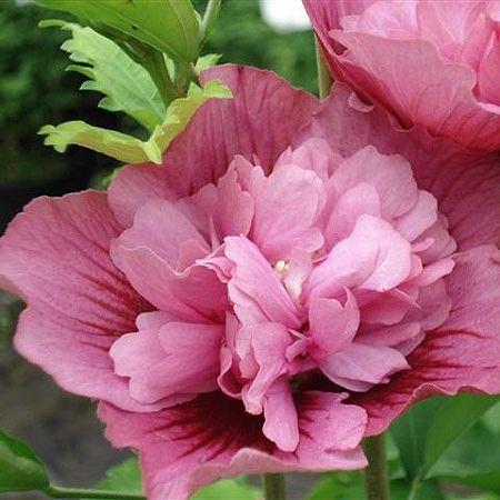 HIBISCUS S. NOLWENN