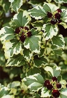 HIBISCUS SYR VARIEGATA