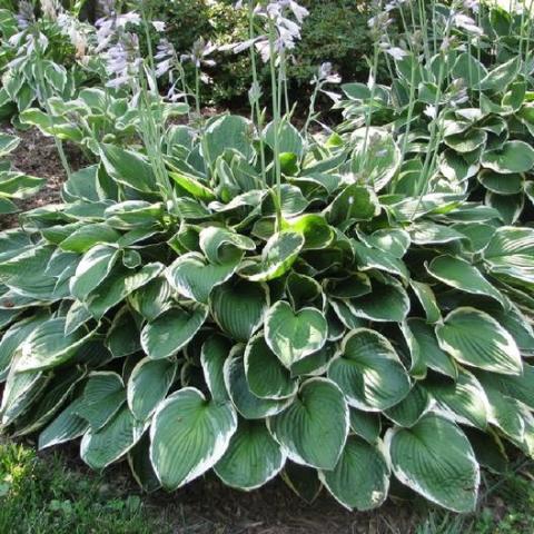 HOSTA FORT. FRANCEE