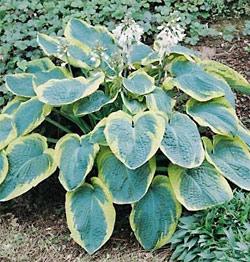 HOSTA S. FRANCES WILLIAMS