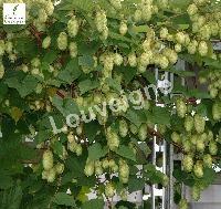 HUMULUS LUPULUS (HOP)