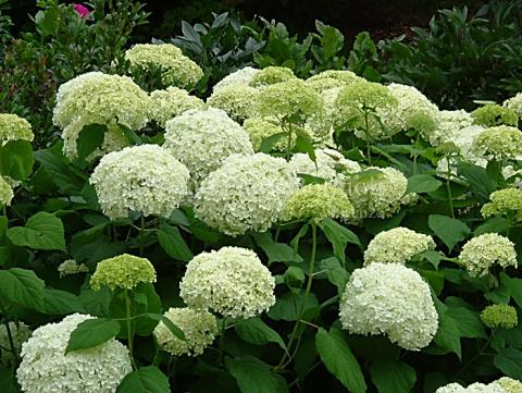 HYDRANGEA ARB. ANNABELLE